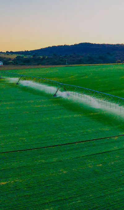 Conheça o nosso Feno da Villa