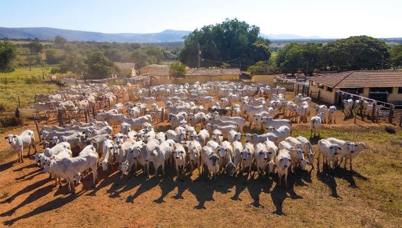 Imagem Fazenda Terra Nova