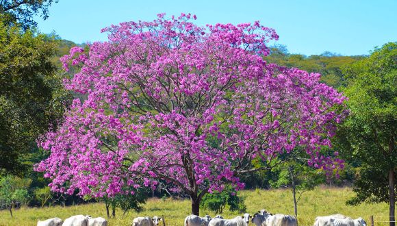 Imagem Fazenda Villa Canabrava
