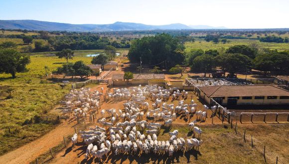 Imagem Fazenda Terra Nova