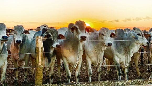 Imagem Rebanho Comercial