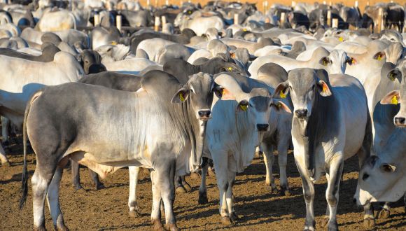 Imagem Rebanho Comercial