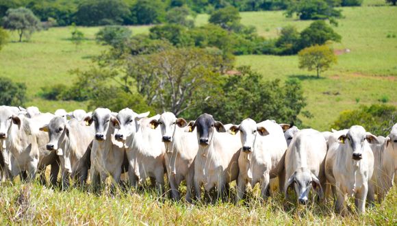 Imagem Rebanho Comercial