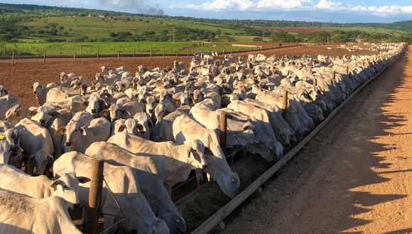 Imagem Rebanho Comercial