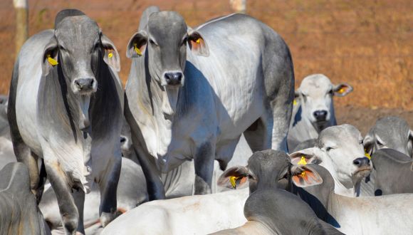 Imagem Rebanho Comercial