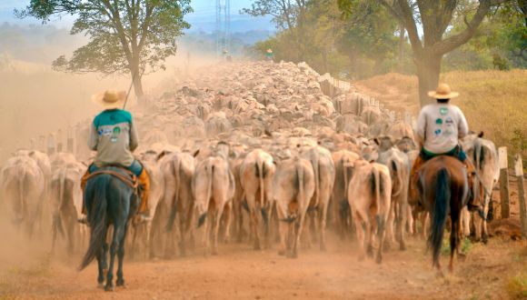 Imagem Rebanho Comercial