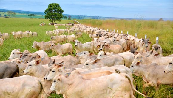 Imagem Rebanho Comercial