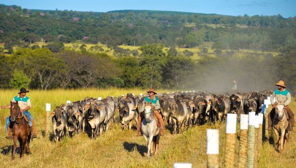 Imagem Rebanho Comercial