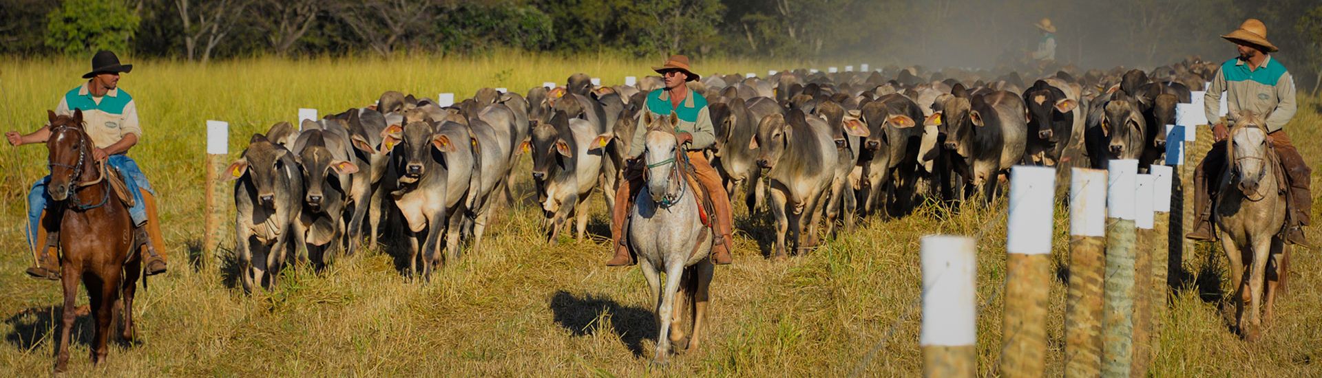 Banner RC Agropecuária