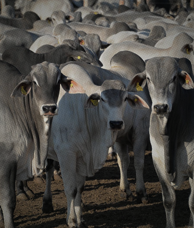 Banner RC Agropecuária